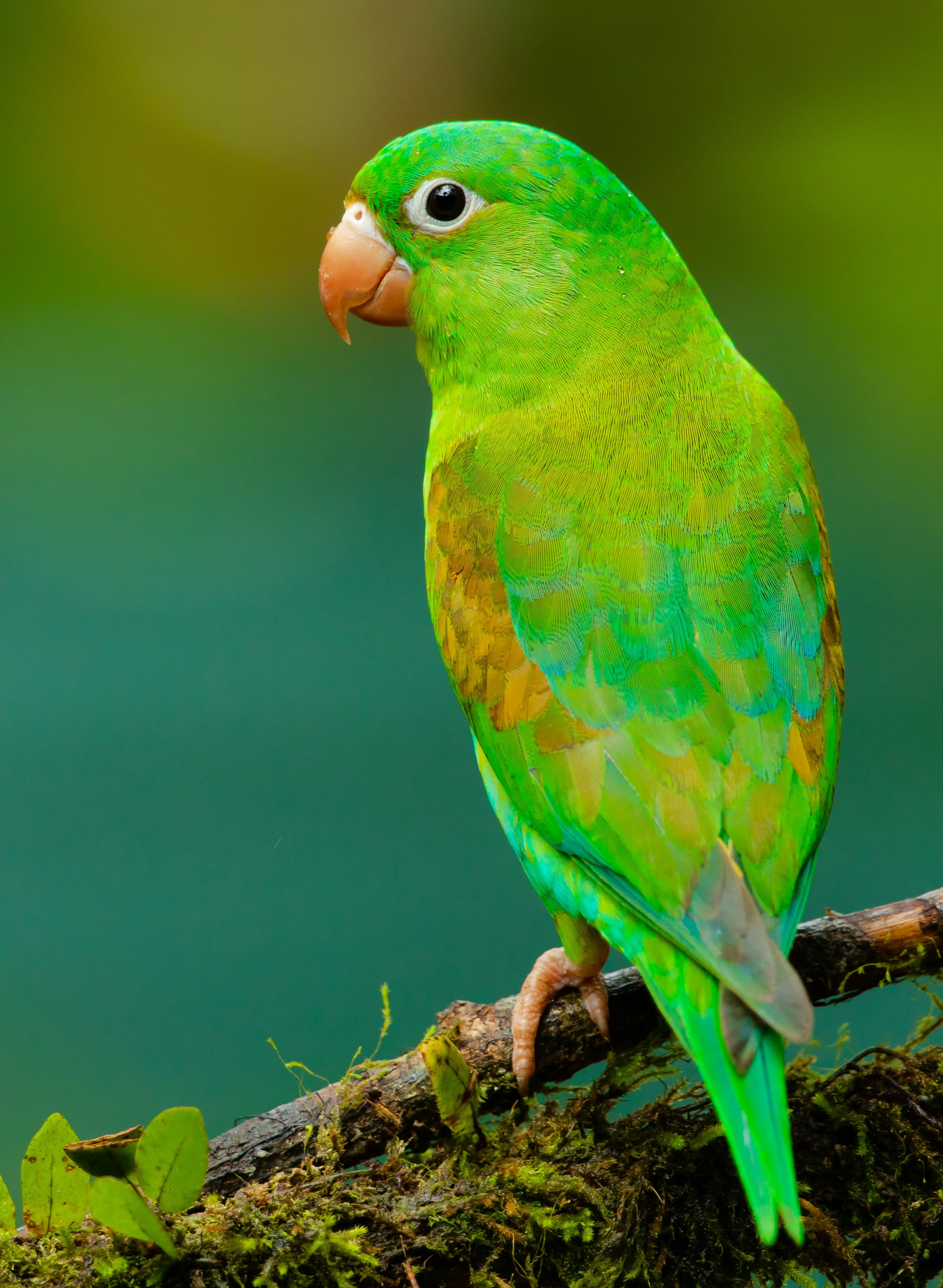 Bird Watching & Flora Safari