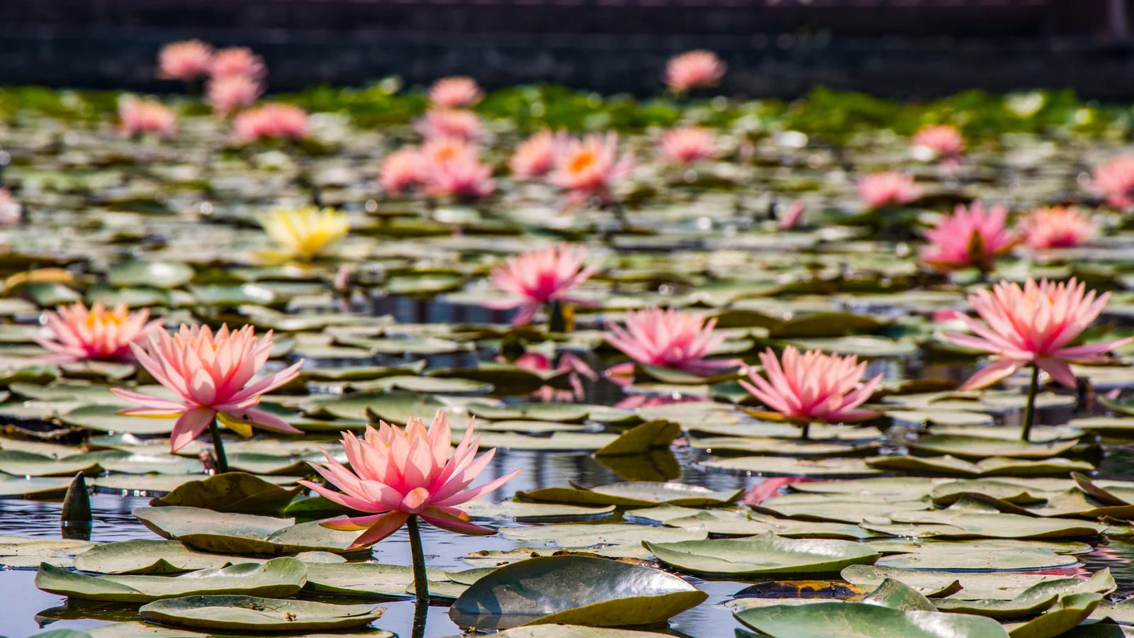 Lumbini Buddhist Pilgrimage Tour – 6 Days tour