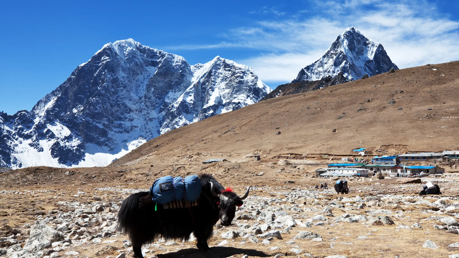 Yak in Nepal highlands near remote trekking regions